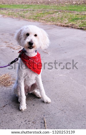 Labradoodle having a fun time on the farm. Sporting a red bandana, Maia is ready for the outdoors.
