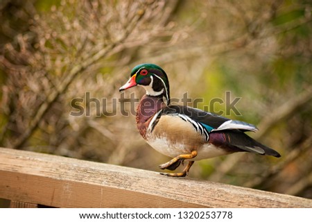 Image of a male Wood duck his multiple color markings makes him quite distinctive.