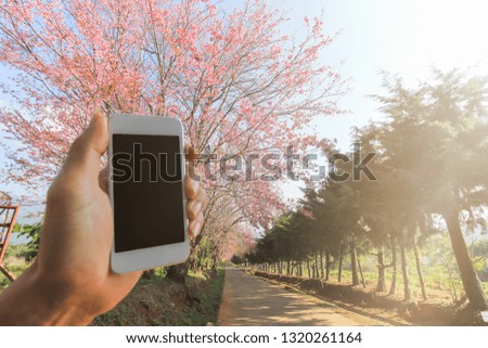 blurred photo,The man is enjoying traveling to watch the cherry blossoms and use a smartphone to record cherry blossoms and sakura trees on the street in the garden.