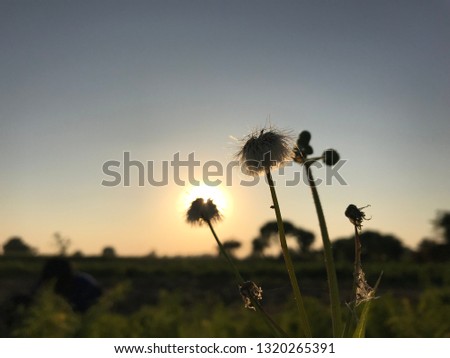 Flowers while sunset in a field .