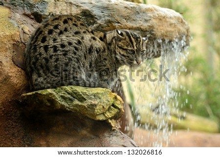 Fishing Cat By a Waterfall
