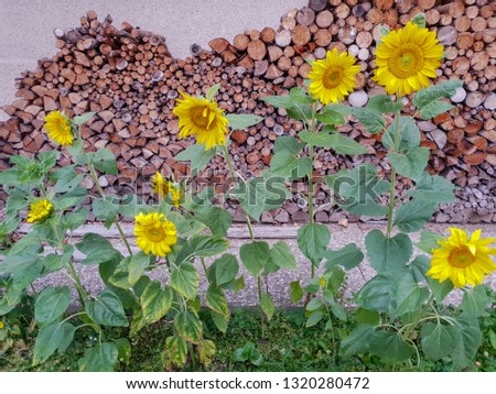 Several sunflowers with stacked wood in the background. Beautiful wallpaper.