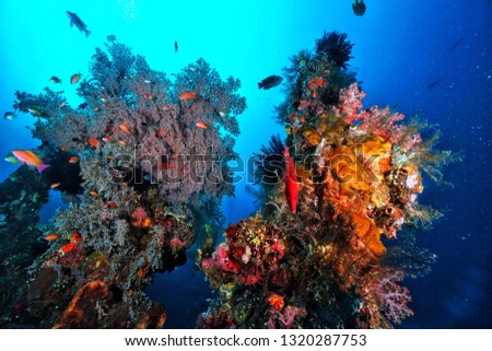 Underwater World Indonesia