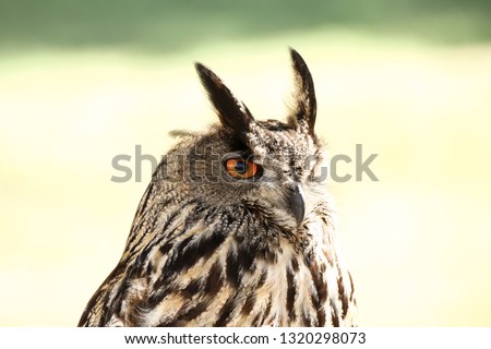 Owl head detail photo