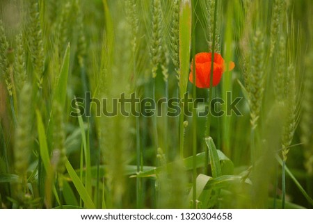 red poppy flower on background of green meadow.