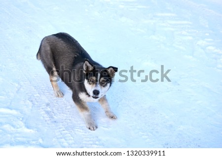 Young Husky Dog Play And Fast Running Outdoor In Snow, Winter Season. Sunny Day