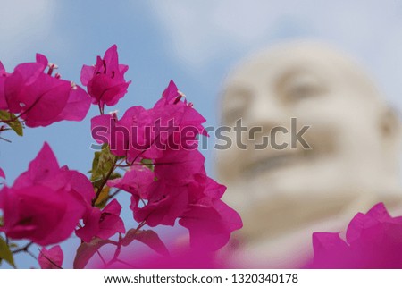 Beautiful Bougainvillea In The Garden. Pink Flowers In The Temple, Pagoda, Ho Chi Minh City, Vietnam.