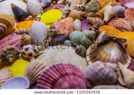 Background of colorful seashells. Concept of preparing to vocational rest. Concept of summer relaxing. Diversity of mollusks.