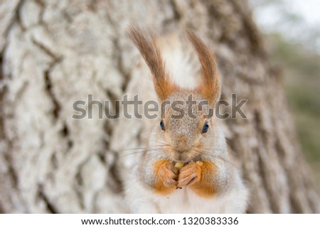 Red Eurasian squirrel sitting by a tree in a winter Park. Walk in the Park in winter.