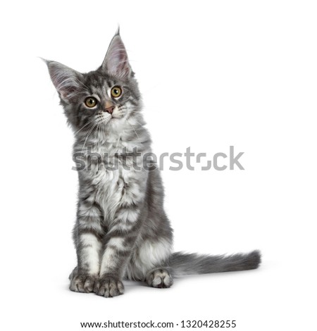 Very cute blue tabby Maine Coon cat kitten, sitting facing front. Looking beside lens with pretty yellow and green eyes. Isolated on white background. Tail beside body.