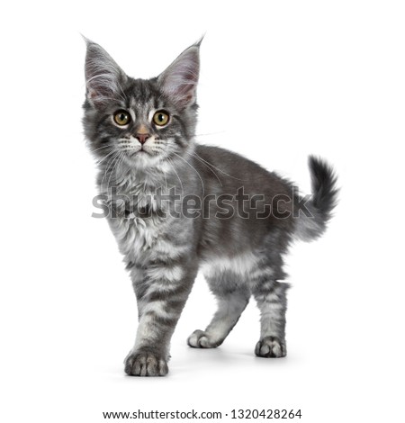 Very cute blue tabby Maine Coon cat kitten, standing side ways on hind paws like meerkat. Looking at camera with pretty yellow and green eyes. Isolated on white background. Tail fierce in air.