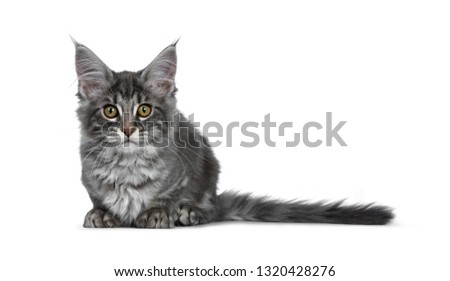Very cute blue tabby Maine Coon cat kitten, laying down facing front. Looking  at camera with pretty yellow and green eyes. Isolated on white background. Tail beside body.