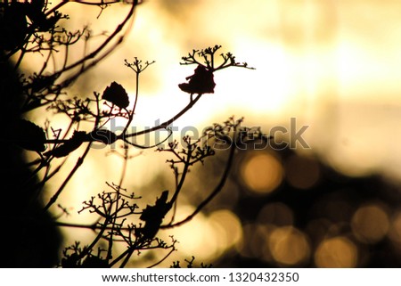 Flower silhouette with a beautiful golden sunset.