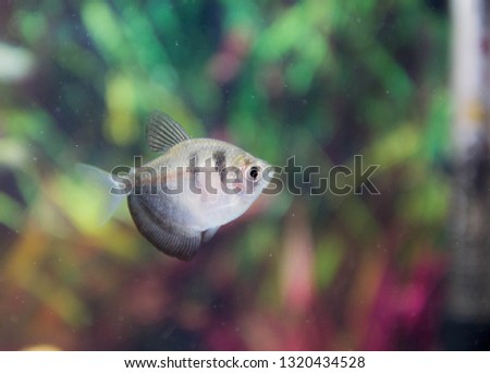 Close up picture of small white black fish in aquarium with green background. Underwater life with wild animals. Marco photography of tropical fish, as wallpaper with small life in the ocean. 