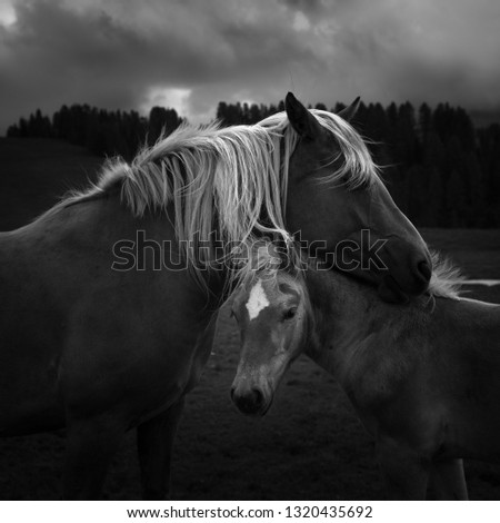 Mother and child. A Couple of horses in the Dolomites, Italy.