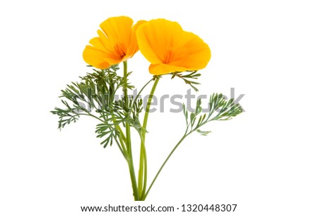 orange poppy isolated on white background Royalty-Free Stock Photo #1320448307