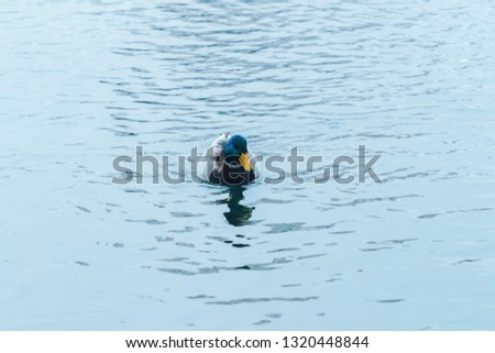 Birds and animals in wildlife. Amazing mallard duck swims in lake or river with blue water under sunlight landscape. Closeup perspective of funny duck.