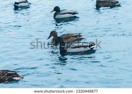 Ducks swimming on winter lake. Male and female ducks on freezing water. Sunny day next to a lake with many ducks on water surface.