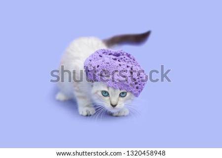 White siamese kitten wearing purple hat, purple background.