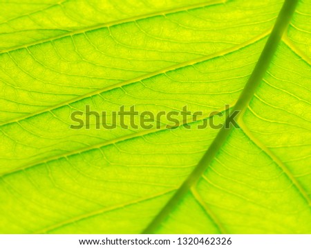 Select focus of green leaf texture macro and bleary of leaves texture.Useful as background.