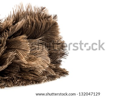 a feather duster against white background, symbol photo for cleanliness and care