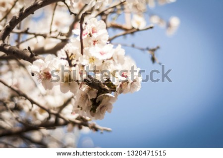 White almond trees in bloom, blossoming almonds, rows of almond trees in the garden against the blue sky.