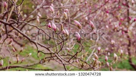 Large pink and white magnolia trees bloom in a park on a spring day. Floral background.