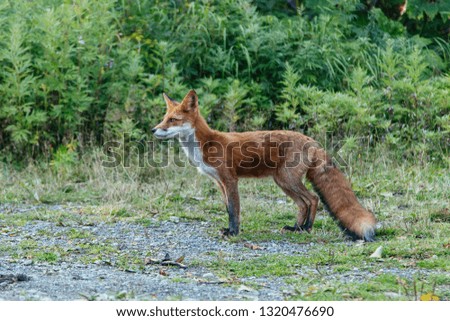 Wild red foxes in the forest.
