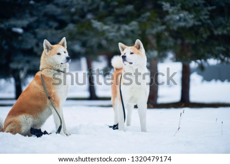 Dogs Akita Inu intelligent breeds walk in the winter forest, run and play outside. - image