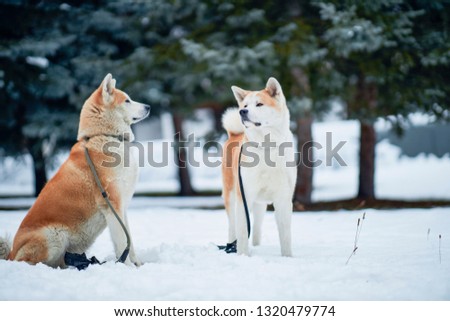 Dogs Akita Inu intelligent breeds walk in the winter forest, run and play outside. Red dog outdoors in winter, Christmas - image