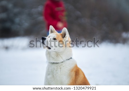 Red dog outdoors in winter, Christmas. - image