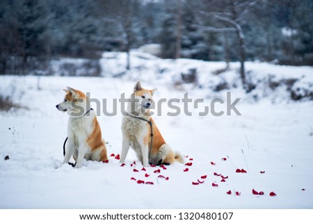 Red dog outdoors in winter in petals of red roses. Christmas. Akita Inu dogs of intellectual breeds walk in the winter forest, run and play outside. - image
