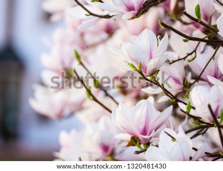bloom magnolia blossom