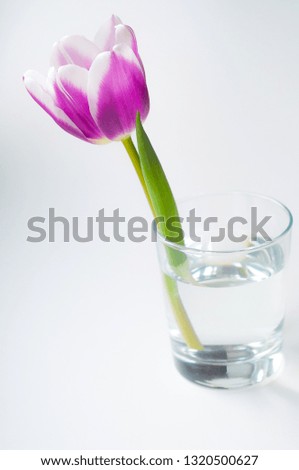 Tulip in a glass of water