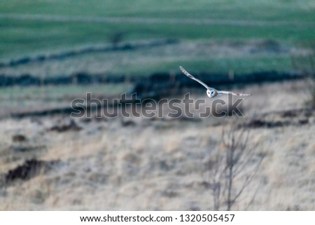 Flying Wild Barn Owl hunting at sunset golden light in natural habitat in Yorkshire, UK