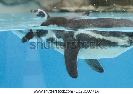 Penguin swims in the Park, Penguin swims in the pool at the zoo, behind the glass in the water water water bird