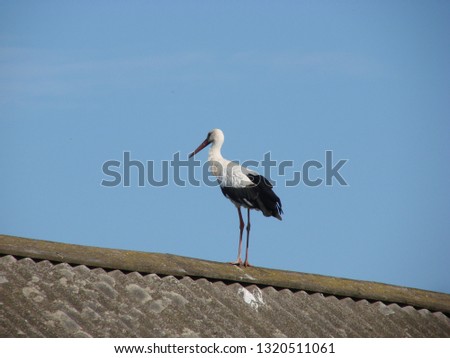 A beautiful white stork stands on a slate roof against a clear blue sky on a sunny day and a space to copy