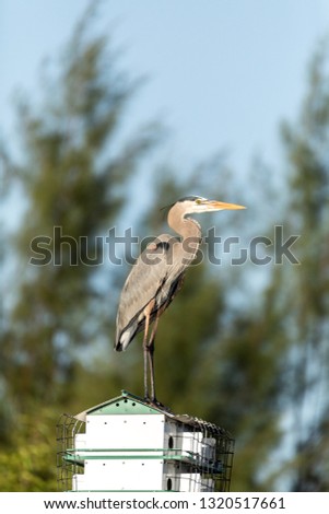 Great blue heron Ardea herodias perches on top of a birdhouse in Orlando, Florida