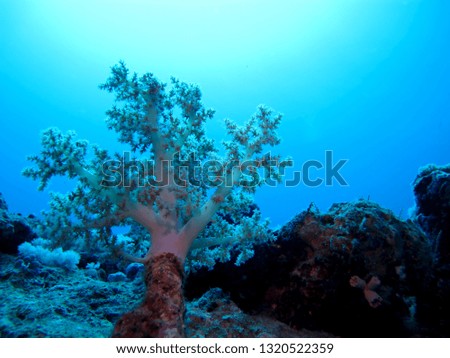 Amazing underwater world - Red Sea, Egypt.               