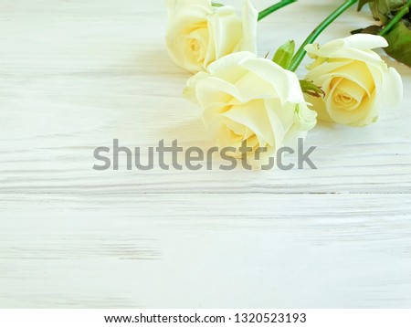 beautiful roses on white wooden background frame