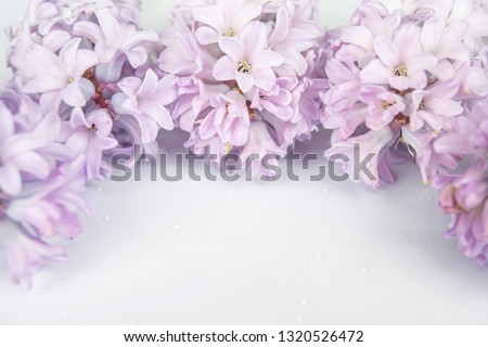 Floral background pastel soft pink color.  Romantic tender image with spring flowers. Graceful lilac hyacinths. 