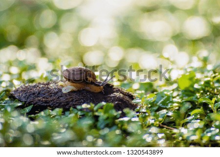 Little snail is walking on the ground with a beautiful blur background