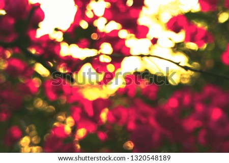 blurred vision of paper flower scene with beautiful bokeh in close up and minimal style so pretty outdoor pattern for abstract nature background