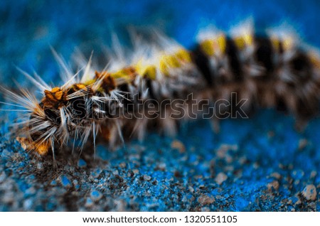 silk worm on a blue texture