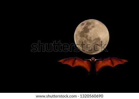 Bat flying and the moon