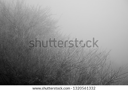Landscape with beautiful fog in forest on hill or Trail through a mysterious winter forest with autumn leaves on the ground. Road through a winter forest.