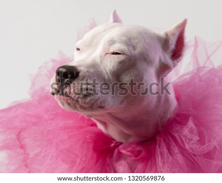 Cute white staffordshire bull terrier wearing a tulle pink collar in front of white. Dog squints