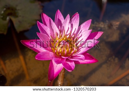 The pink lotus in the light of morning in the water or pond with green leaf , always see this flower about religion Buddhism.