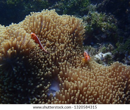 Pair of bright orange tropical anemonefish in large anemone on tropical reef in Palau