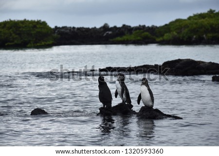 Galápagos penguins in the wild